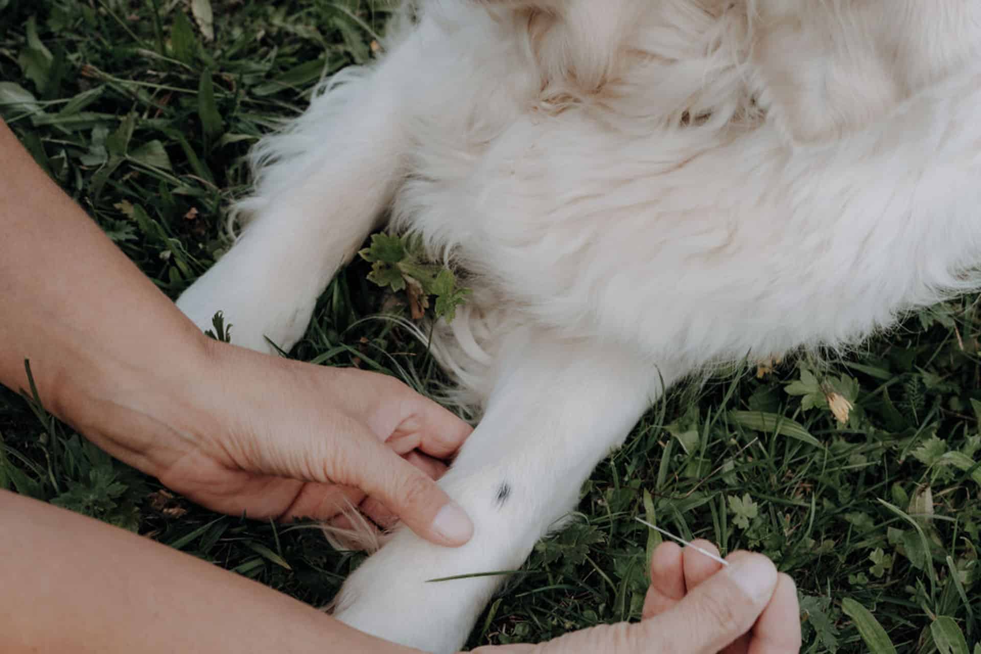 Akupunktur-Hund---Tiertherapie-Mittenwald