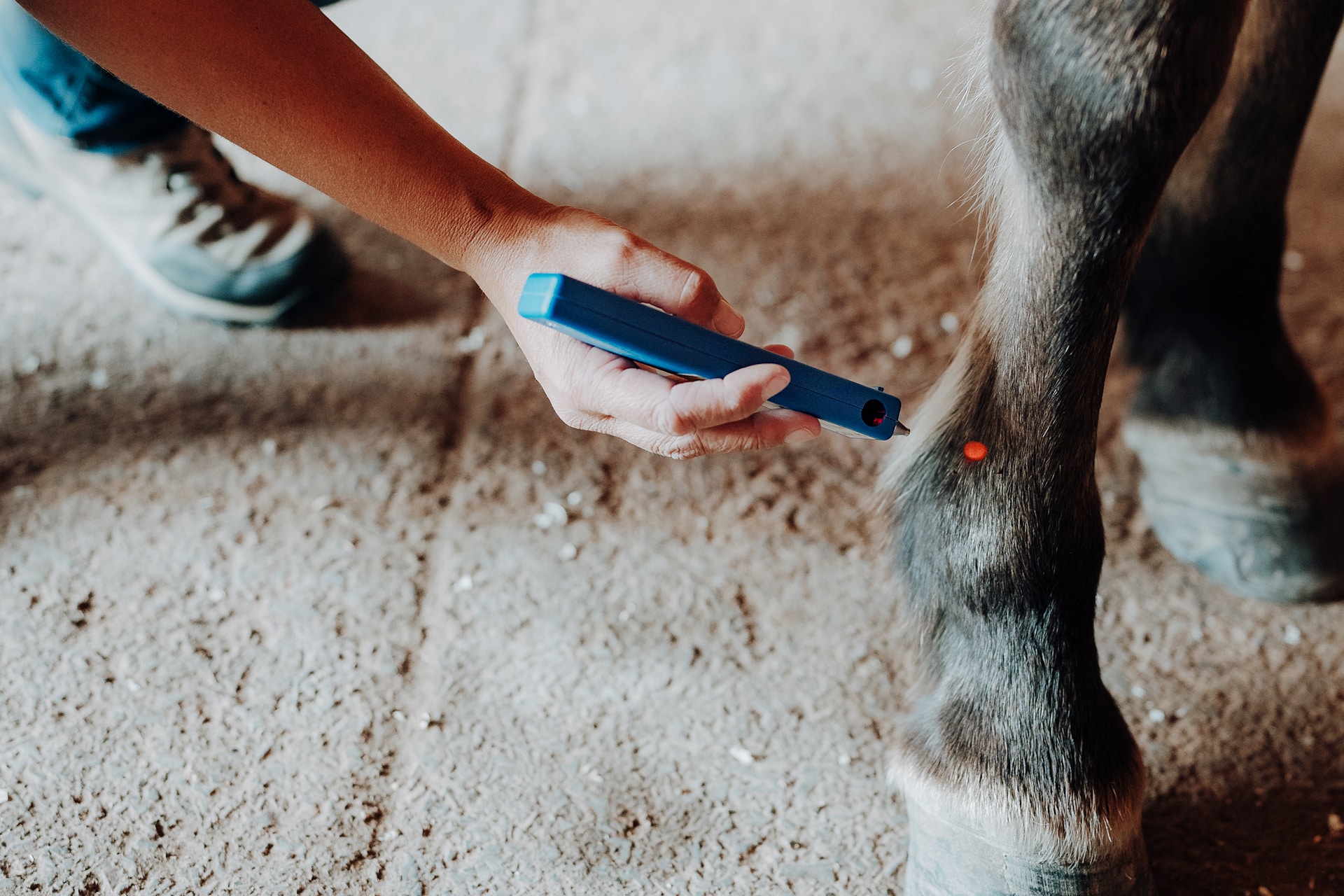 Lasertherapie, Tiertherapie Mittenwald Lasertherapie, Tiertherapie Mittenwald