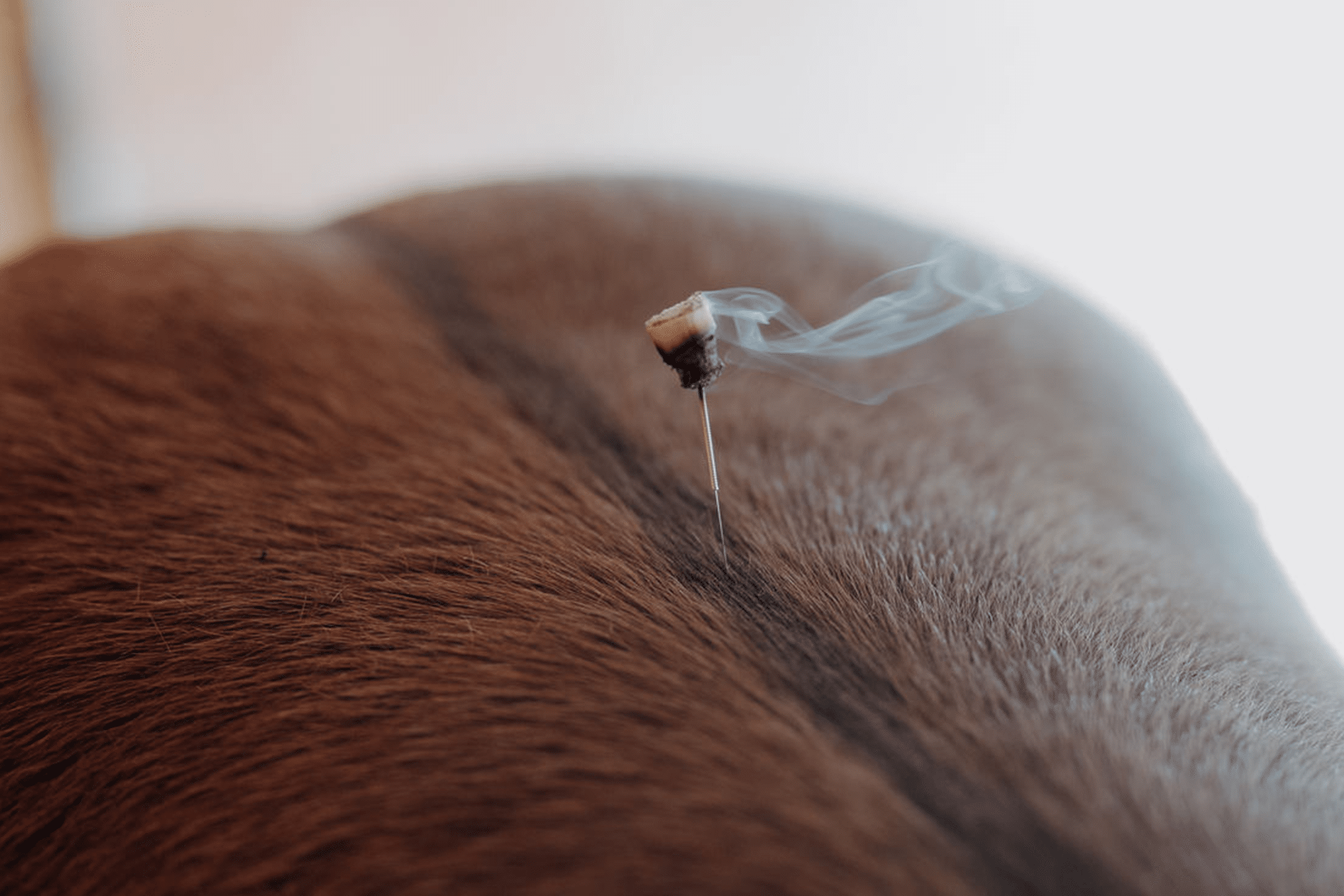 Moxibustion---Tiertherapie-Mittenwald