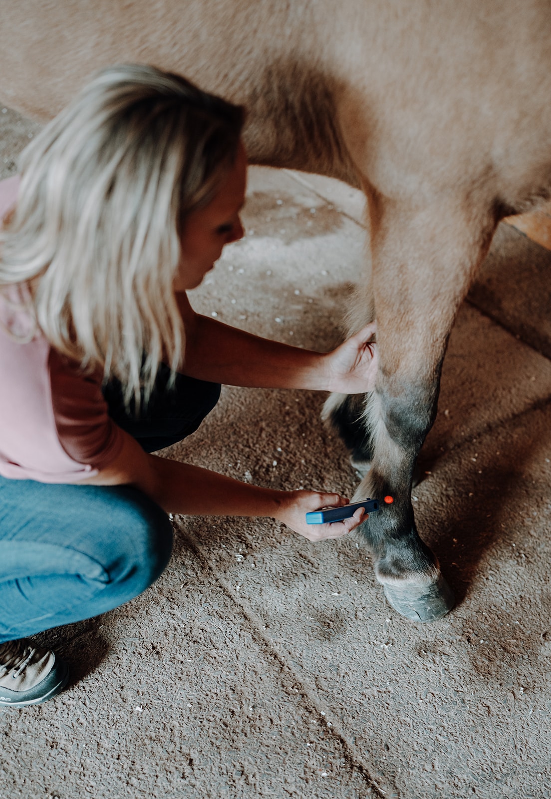 Laser-Therapie Anwendung - Tiertherapie Mittenwald